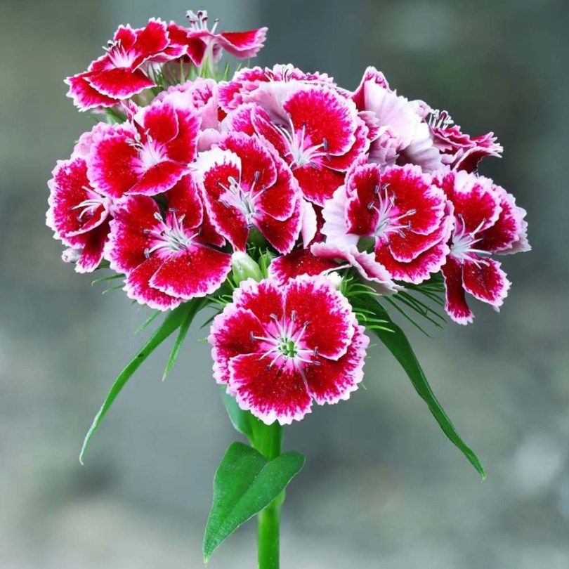Törökszegfű Heimatland - Dianthus barbatus, Dianthus barbatus, ehető virág